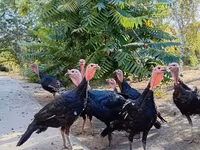 Turkeys — foto 7