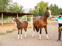 ม้าตัวเมีย, Akhal-Teke — รูปภาพ 3