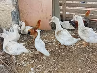 骡鸭 — 照片 1