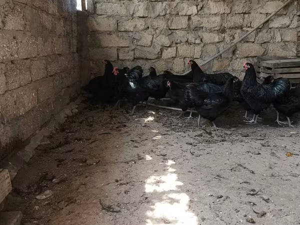 مالینز
