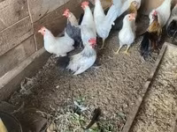 Chickens — 照片 4