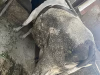 Kuh, Holstein-Rasse — Foto 6