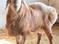 قوچ, Arashan sheep — عکس 1