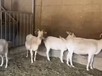 Goat, Pomellata goat — photo 5