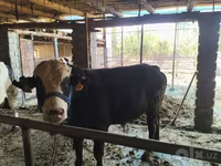 Lembu jantan, Cattle — foto 2