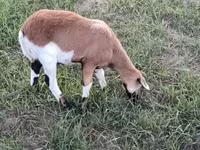 Vædder, Cameroon sheep — foto 5