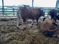 Taureau, Partenaise cattle — photo 3