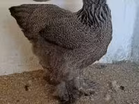 Brahma — foto 2