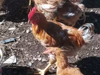 Chickens — foto 2