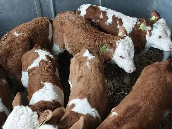 گاو نر, Simmental cattle