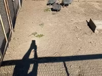 Guinea fowl — 2-сурет