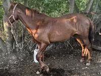 Kuda jantan, Kazakh horse — foto 1