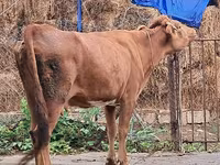 گاو ماده, گاو — عکس 3