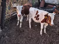 황소, Simmental cattle — 사진 2