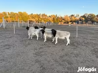 Овен, Dorper sheep — снимка 3