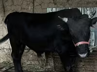 Lembu jantan, Cattle — foto 7