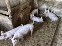 خوک (گروه، جنسیت مشخص نشده), خوک — عکس 1