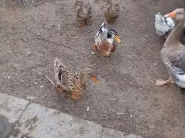 Ducks
