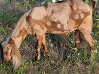 Billy Goat, Nubian Goat — photo 1
