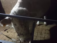 Бұқа, Charolais cattle — 4-сурет