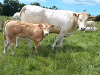 雄牛, Blonde d’Aquitane cattle — 写真 3