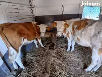 Krava, Simmental cattle — foto 1