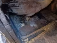 Ducks — φωτογραφία 2