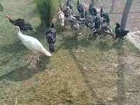 Turkeys — foto 5