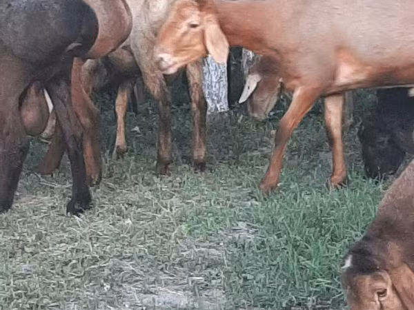 نعجة, Arashan sheep