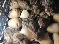 Quails — photo 2
