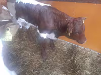 Bou, Simmental cattle — foto 3