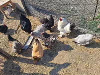 Chickens — sawirka 4