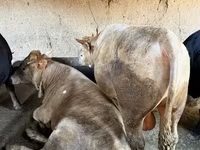 گاو نر, گاو — عکس 1