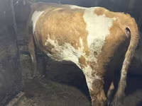 Ng'ombe jike, Swiss cattle — picha 4