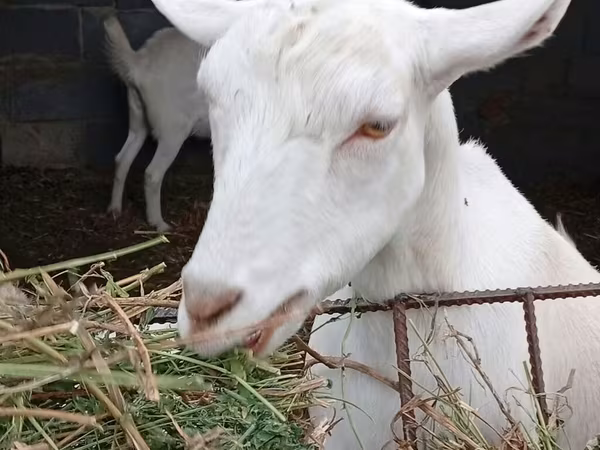 母山羊, Saanen goat