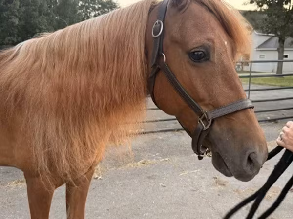 اسب نر, Rocky Mountain Horse
