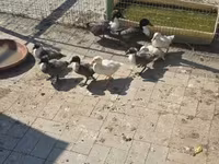 Ducks — ፎቶ 1