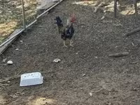 Chickens — 4. fotó