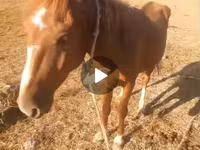 Cavallo, Cavalli — foto 3