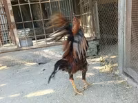Chickens — عکس 3