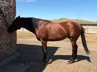 Pastuv, Arabian horse — fotografija 1