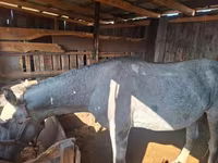 Cavallo, Cavalli — foto 1