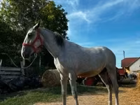 雄馬, Lipizzaner — 写真 2