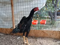 Shamo Hühner — Foto 1