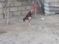 Chickens — تصویر 4