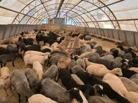 ভেড়ার পাঁঠা, Dorper sheep — ছবি 1