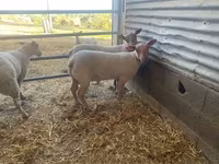 قوچ, Charollais sheep — عکس 2
