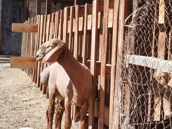 公羊, Rhon sheep