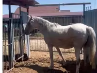 Kısrak, Kazakh horse — foto 3