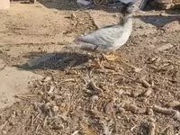 Ducks — புகைப்படம் 3